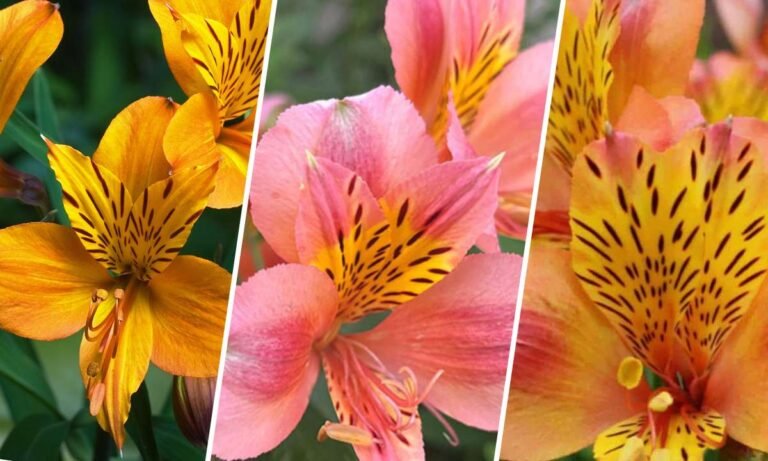 alstroemeria flower meaning