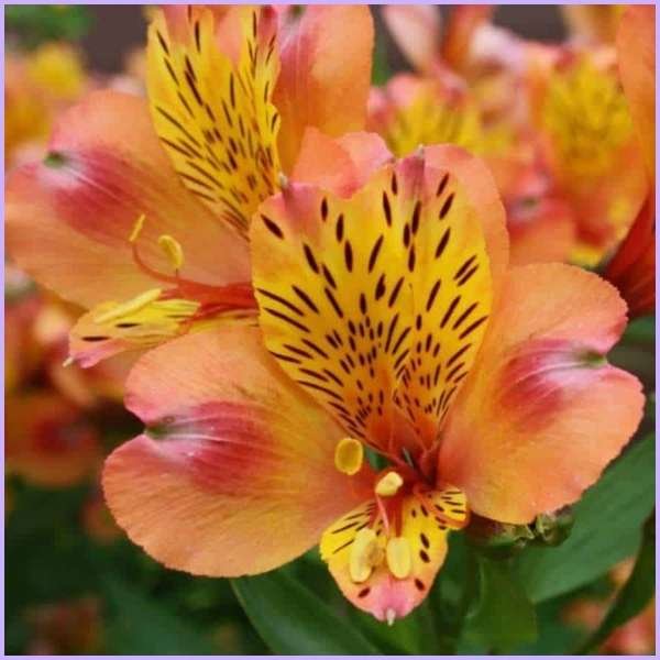 alstroemeria flower meaning