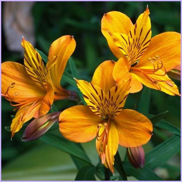 alstroemeria flower meaning