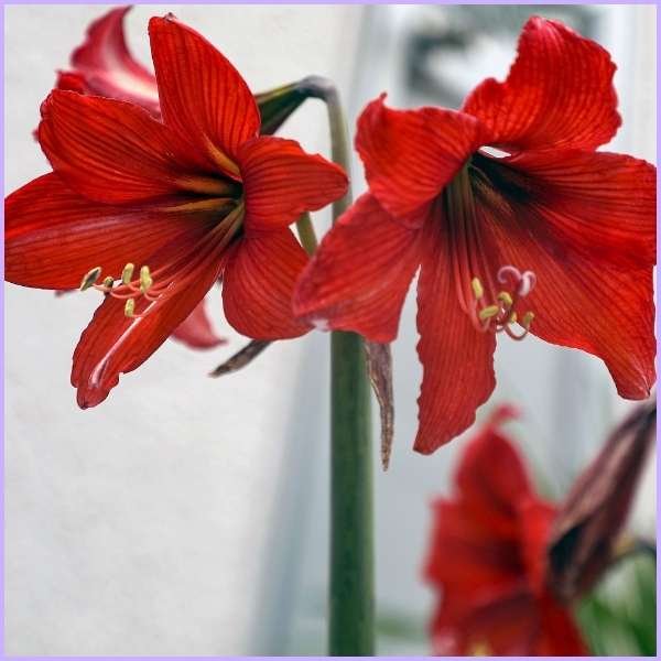 amaryllis flower meaning