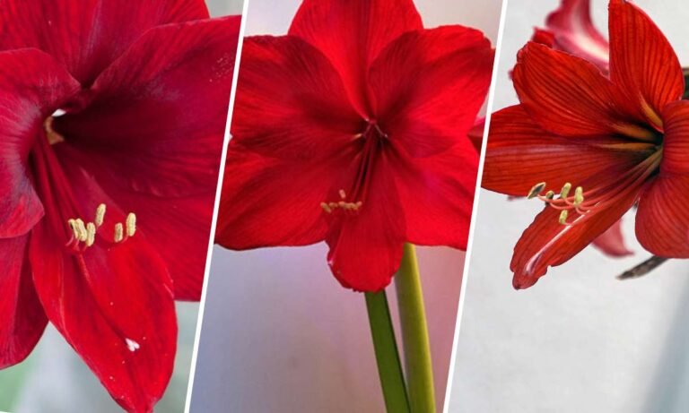 amaryllis flower meaning