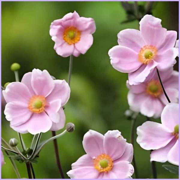 anemone flower meaning