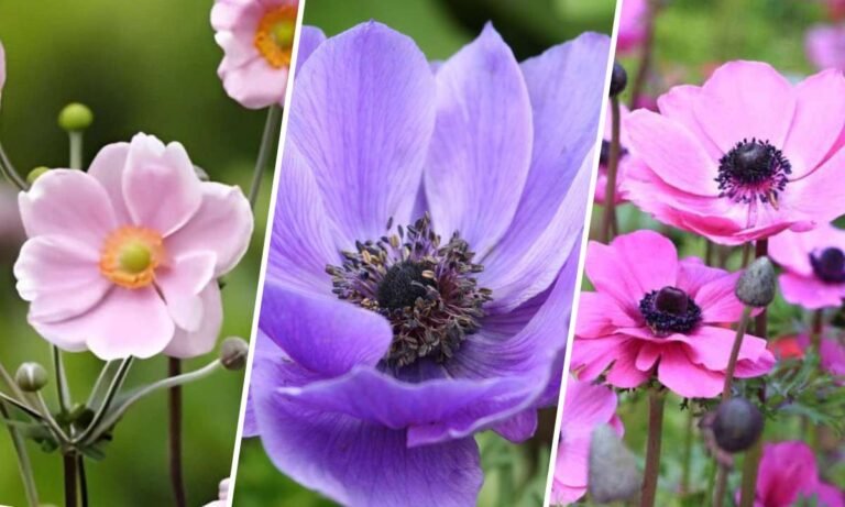 anemone flower meaning