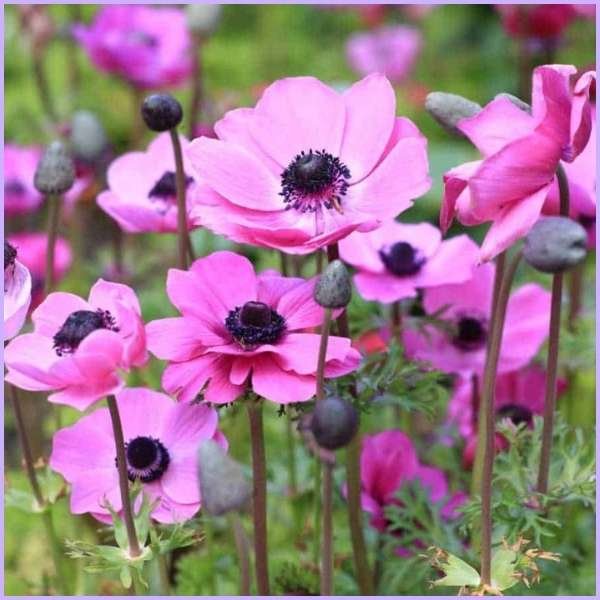 anemone flower meaning