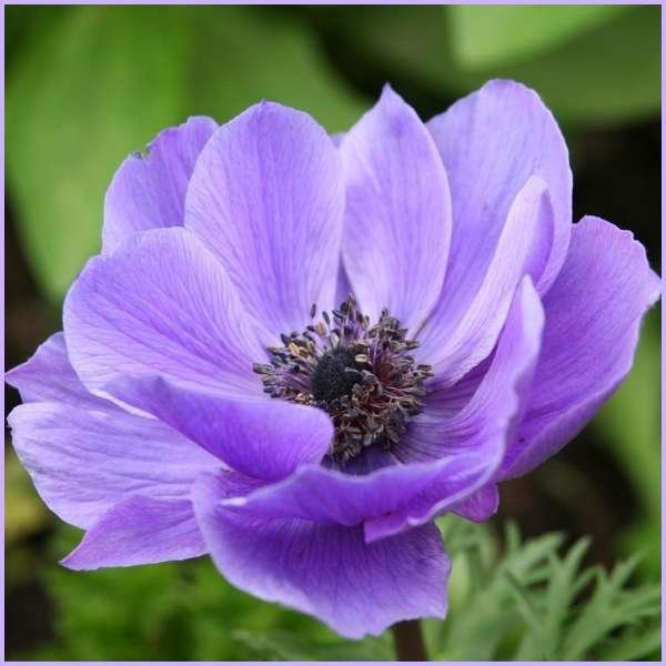 anemone flower meaning