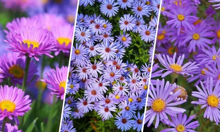 aster flower meaning