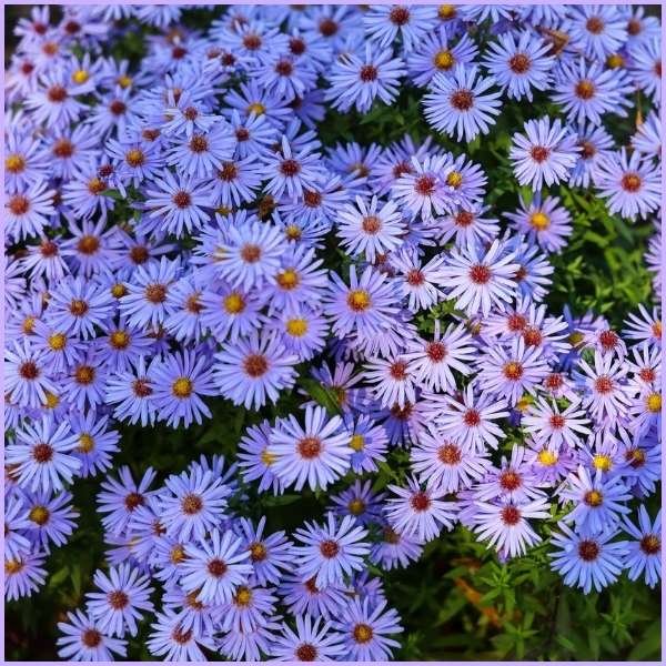 aster flower meaning