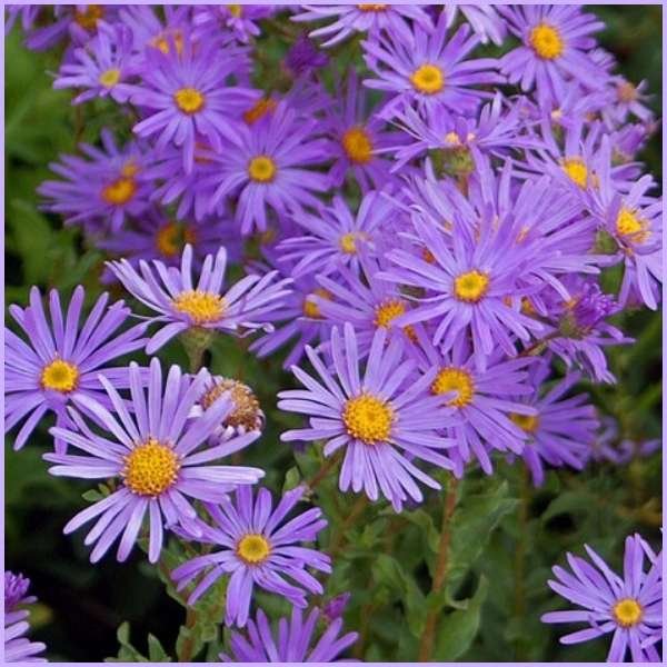 aster flower meaning
