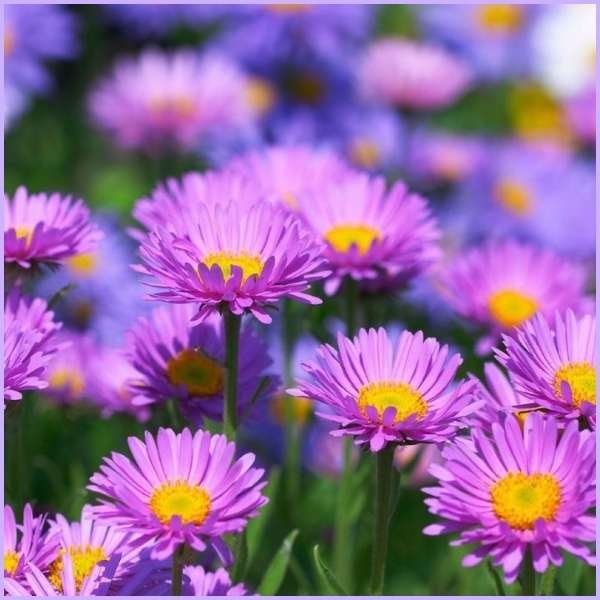 aster flower meaning