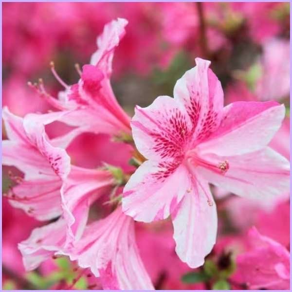 azalea flower meaning