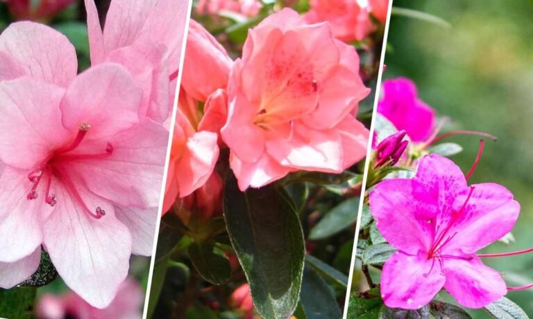 azalea flower meaning