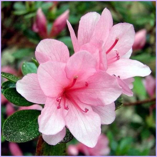 azalea flower meaning