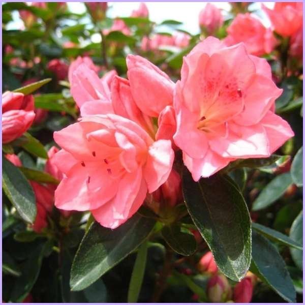 azalea flower meaning