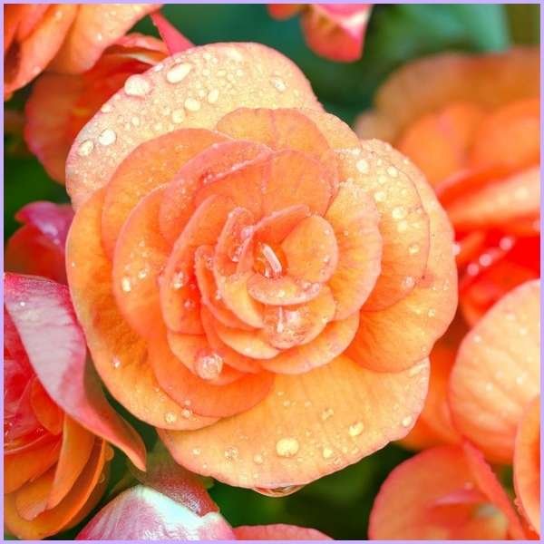 begonia flower meaning