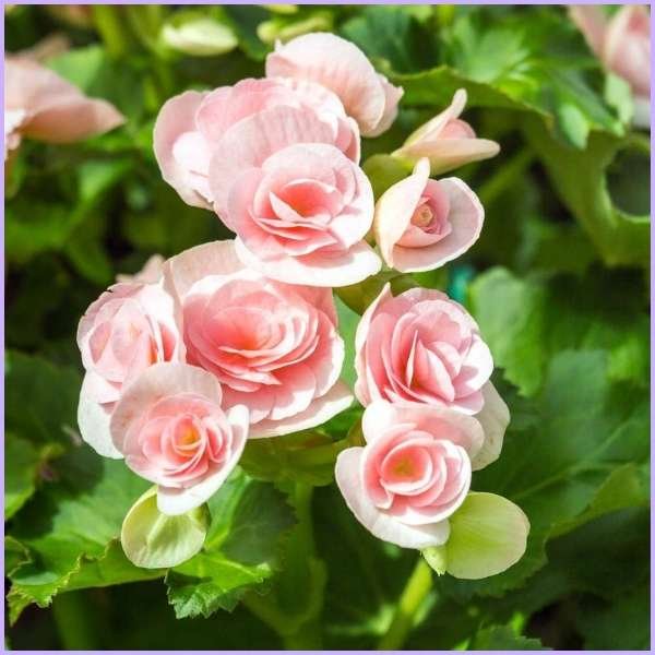 begonia flower meaning