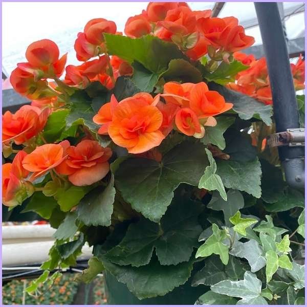 begonia flower meaning