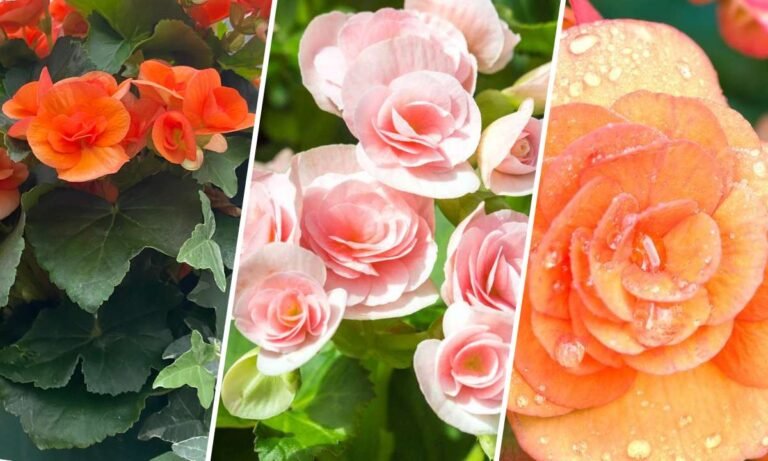 begonia flower meaning