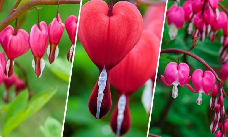 bleeding heart flower meaning