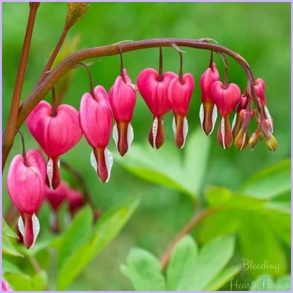 bleeding heart flower meaning