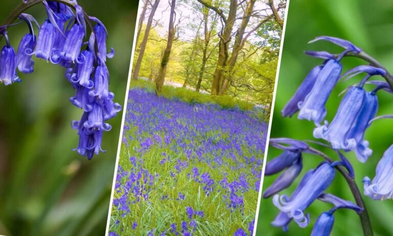bluebell flower meaning