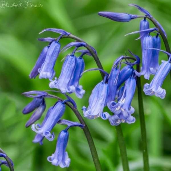 bluebell flower meaning