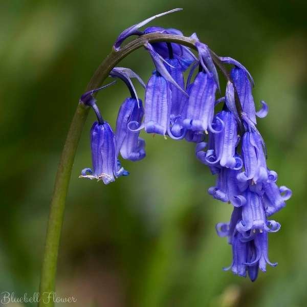 bluebell flower meaning