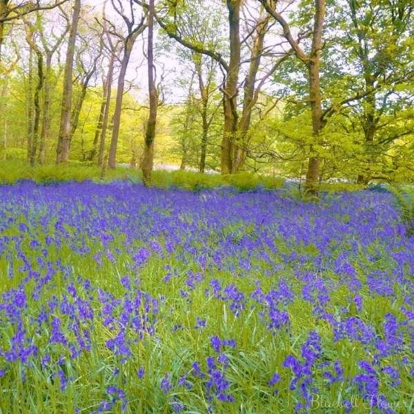 bluebell flower meaning