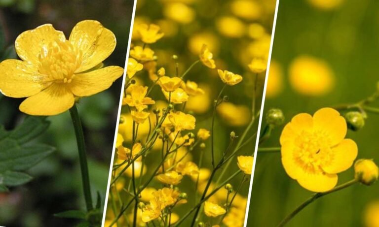 buttercup flower meaning