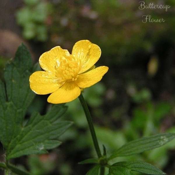 buttercup flower meaning