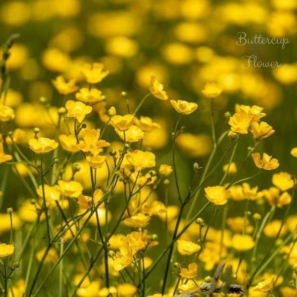 buttercup flower meaning