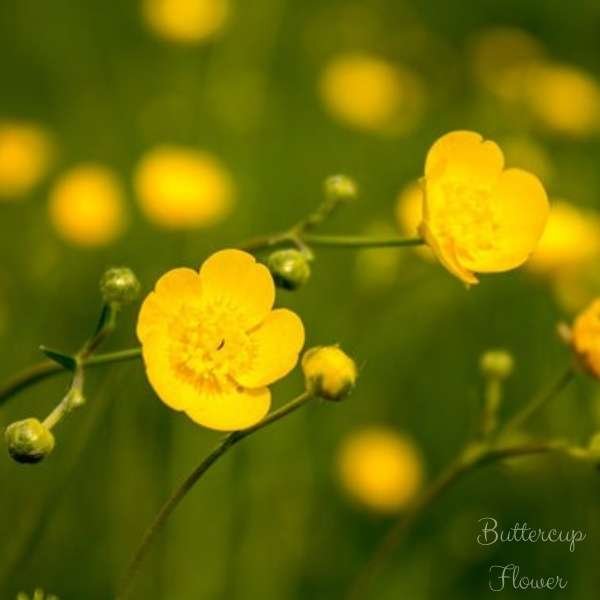 buttercup flower meaning