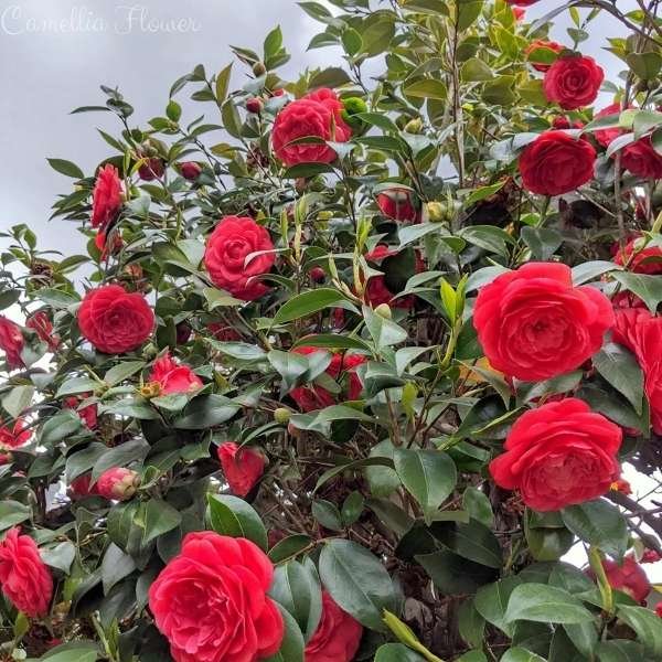 camellia flower meaning