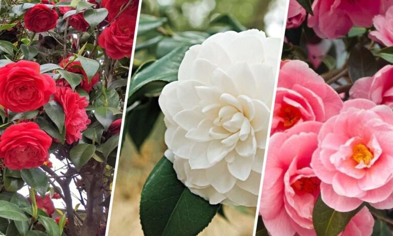 camellia flower meaning