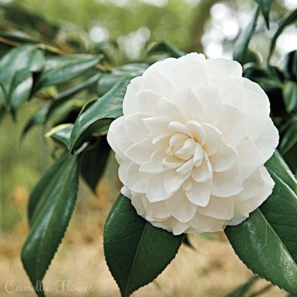camellia flower meaning