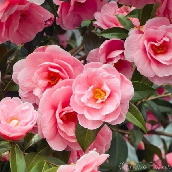 camellia flower meaning