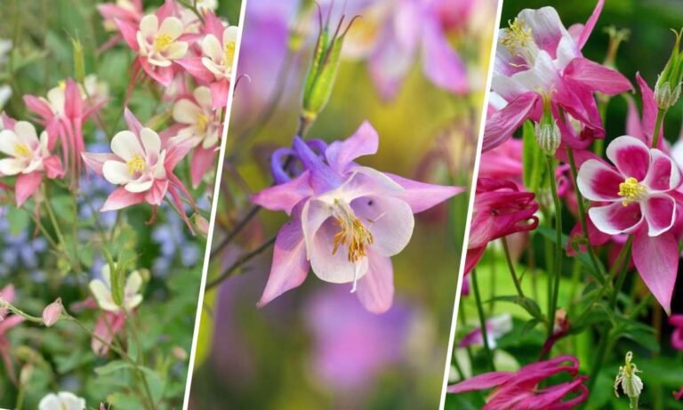 columbine flower meaning