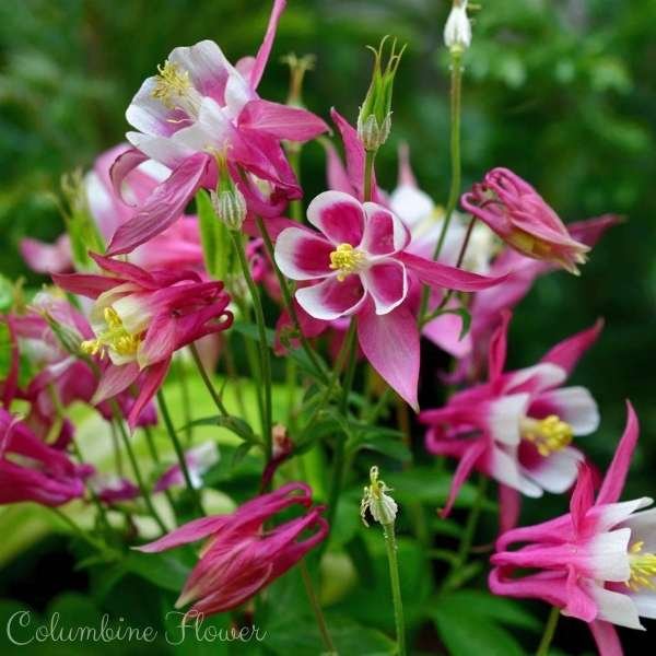 columbine flower meaning