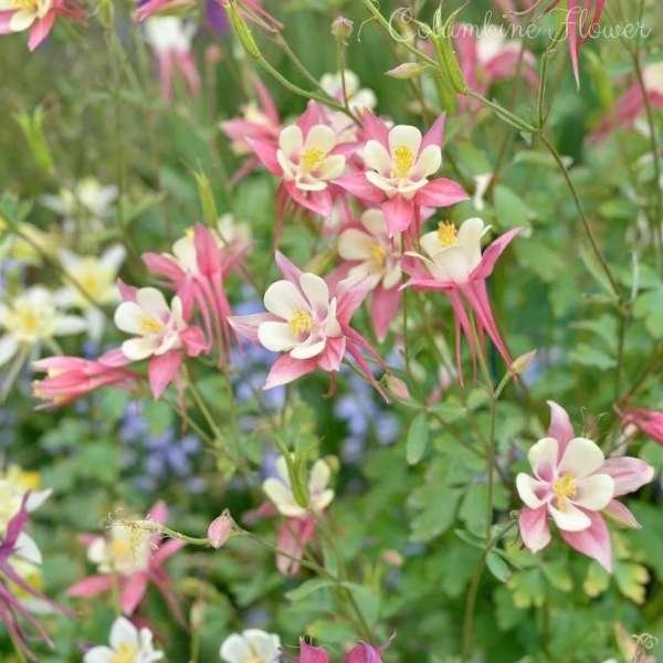 columbine flower meaning