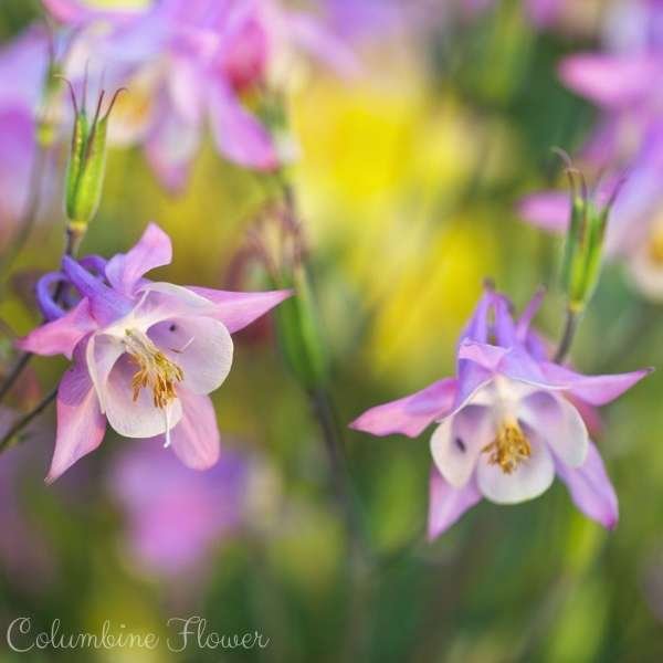 columbine flower meaning