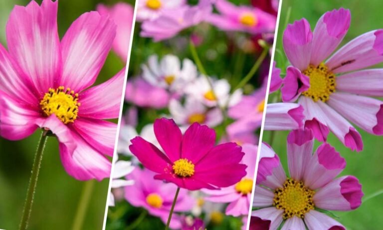 cosmos flower meaning