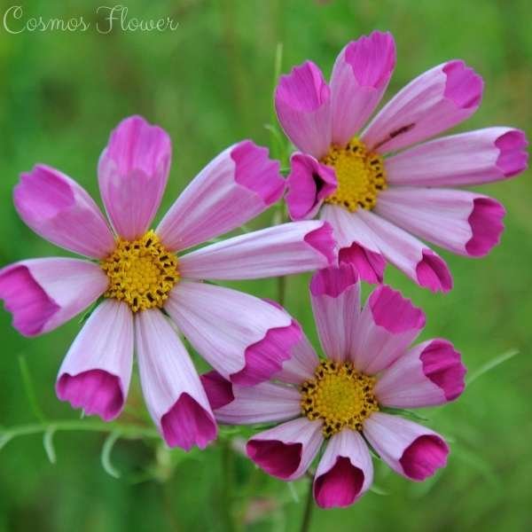 cosmos flower meaning