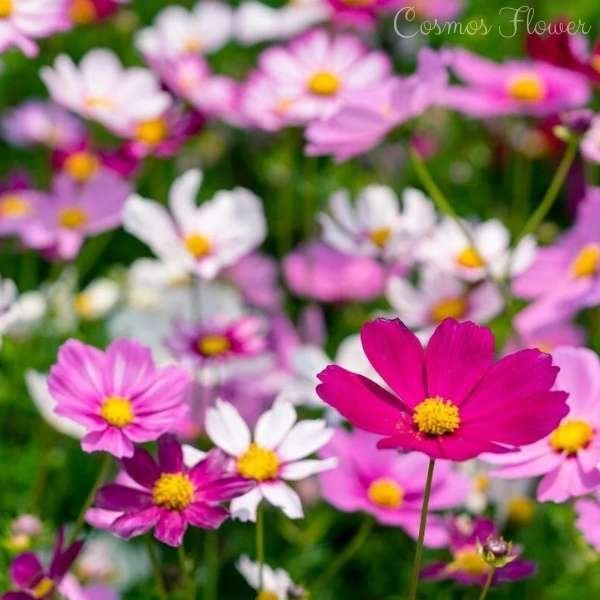 cosmos flower meaning