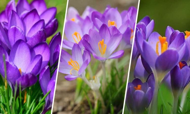 crocus flower meaning
