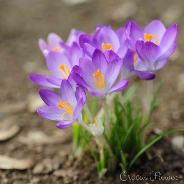 crocus flower meaning