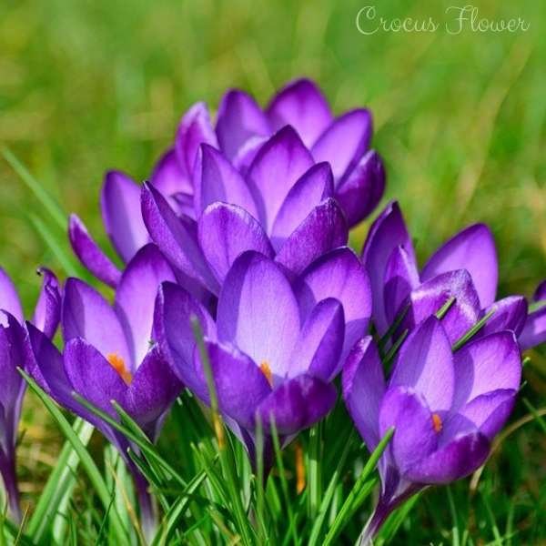 crocus flower meaning