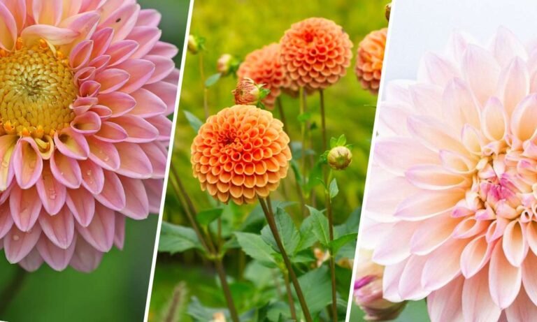 dahlia flower meaning