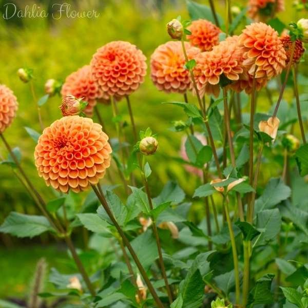 dahlia flower meaning