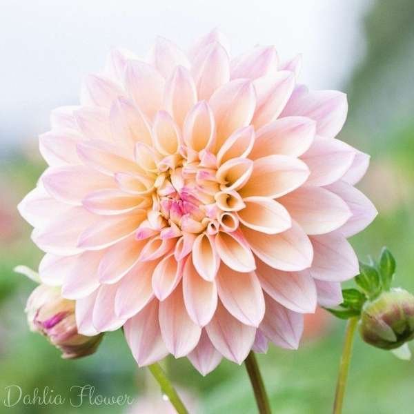 dahlia flower meaning