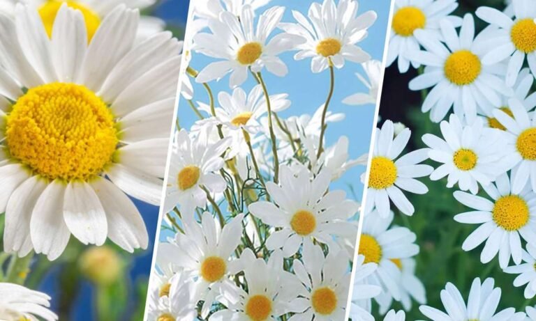 daisy flower meaning