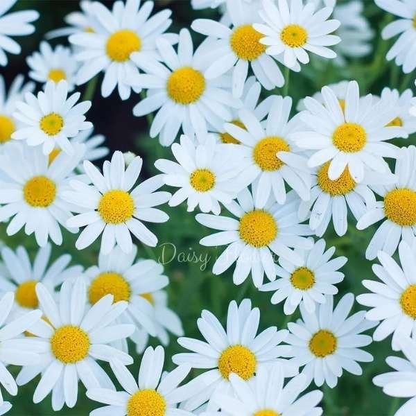 daisy flower meaning